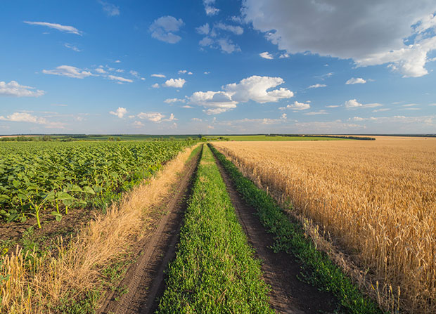 Agricultural Land