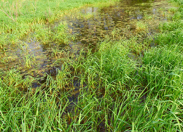 Flooded Land