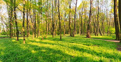 Ecotourism Land